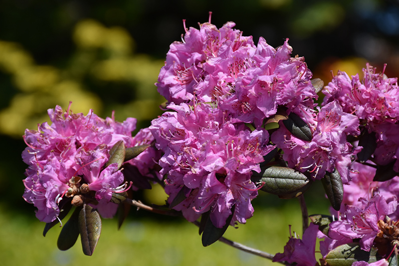 Midnight Ruby Rhododendron (Rhododendron 'Midnight Ruby') at Weston Nurseries