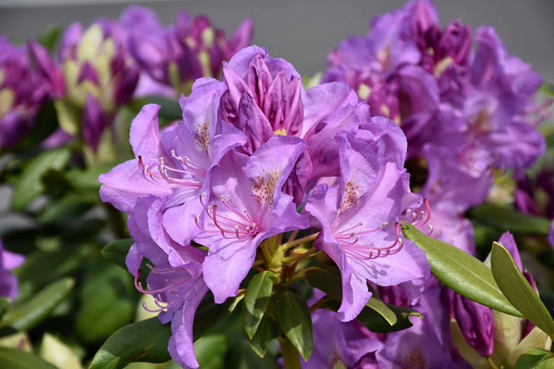 Rhododendron Catawbiense Boursault One Gallon Plant
