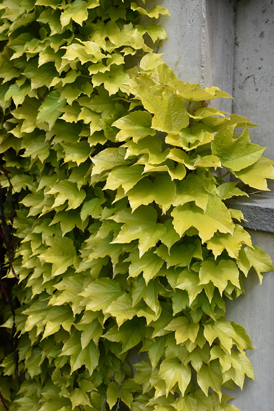 Fenway Park Boston Ivy (Parthenocissus tricuspidata 'Fenway Park') at Weston Nurseries