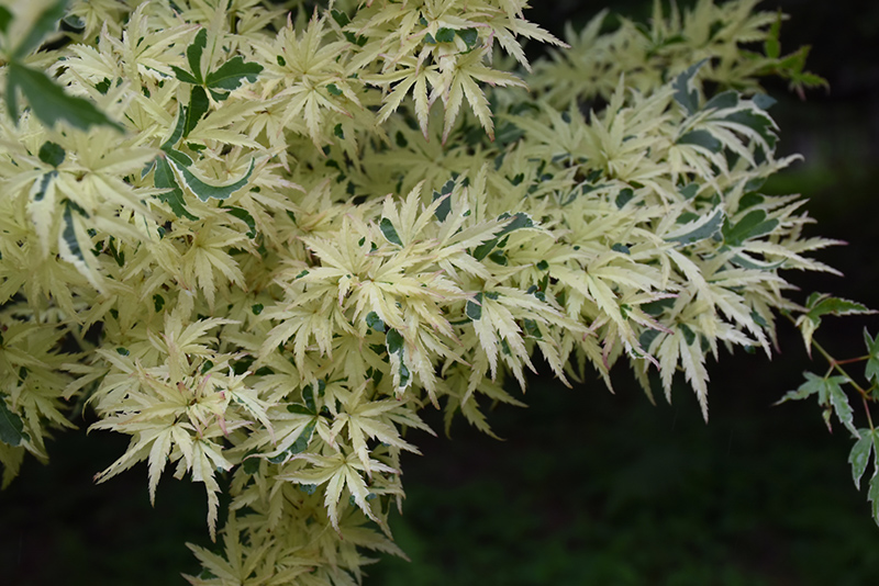 Butterfly Variegated Japanese Maple (Acer palmatum 'Butterfly') at Weston Nurseries