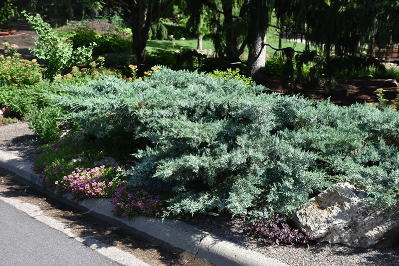 Blue Pfitzer Juniper (Juniperus x media 'Pfitzeriana Glauca') at Weston Nurseries