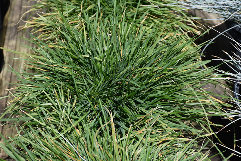 Pixie Fountain Tufted Hair Grass (Deschampsia cespitosa 'Pixie Fountain') at Weston Nurseries