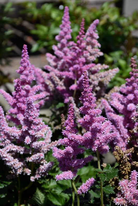 Little Vision In Purple Chinese Astilbe (Astilbe chinensis 'Little Vision In Purple') at Weston Nurseries