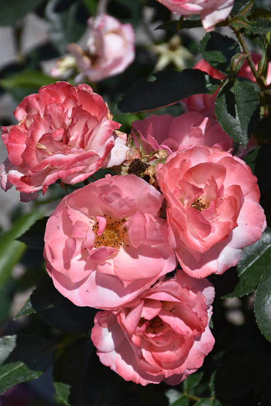 Calypso Rose (Rosa 'BAIypso') at Weston Nurseries