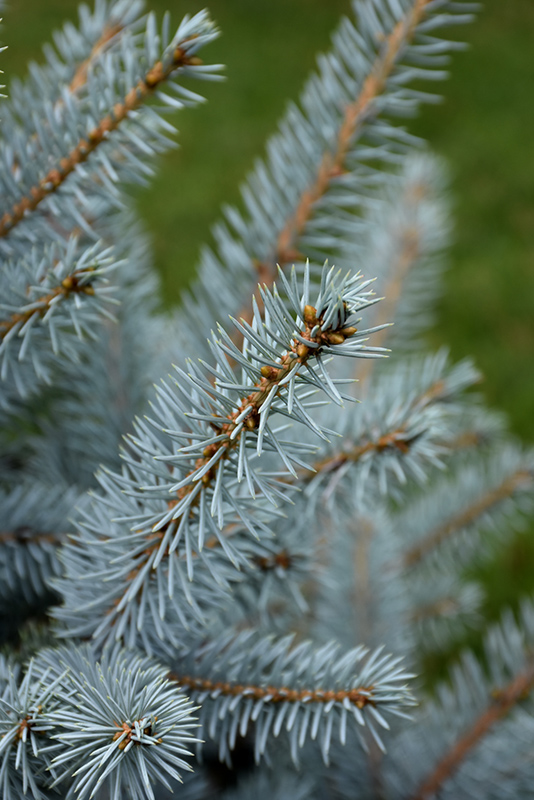 Bonny Blue Blue Spruce (Picea pungens 'Bonny Blue') at Weston Nurseries