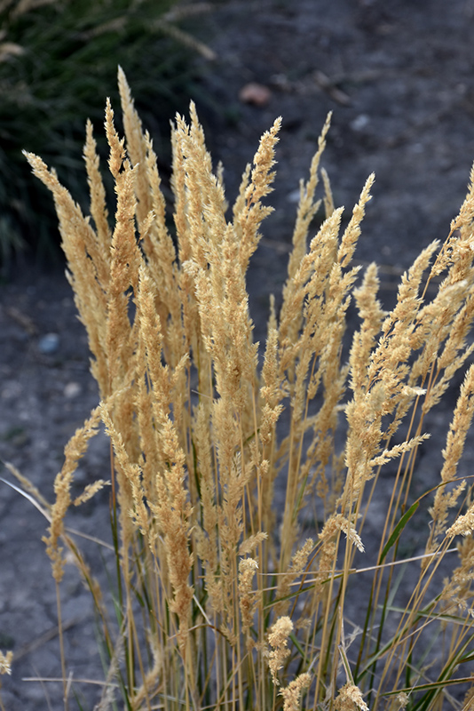 El Dorado Feather Reed Grass (Calamagrostis x acutiflora 'El Dorado') at Weston Nurseries