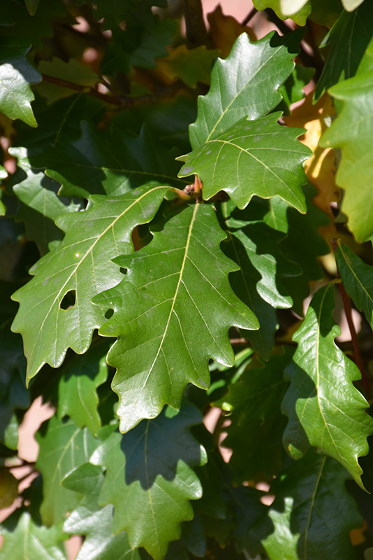Kindred Spirit Oak (Quercus x warei 'Nadler') at Weston Nurseries
