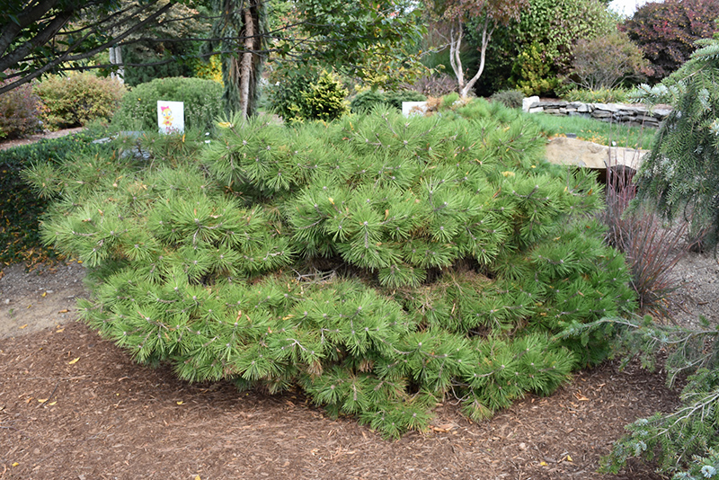 Soft Touch White Pine (Pinus strobus 'Soft Touch') at Weston Nurseries