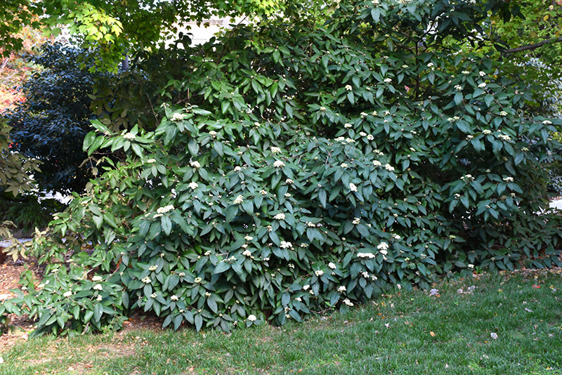 Alleghany Viburnum (Viburnum x rhytidophylloides 'Alleghany') at Weston Nurseries
