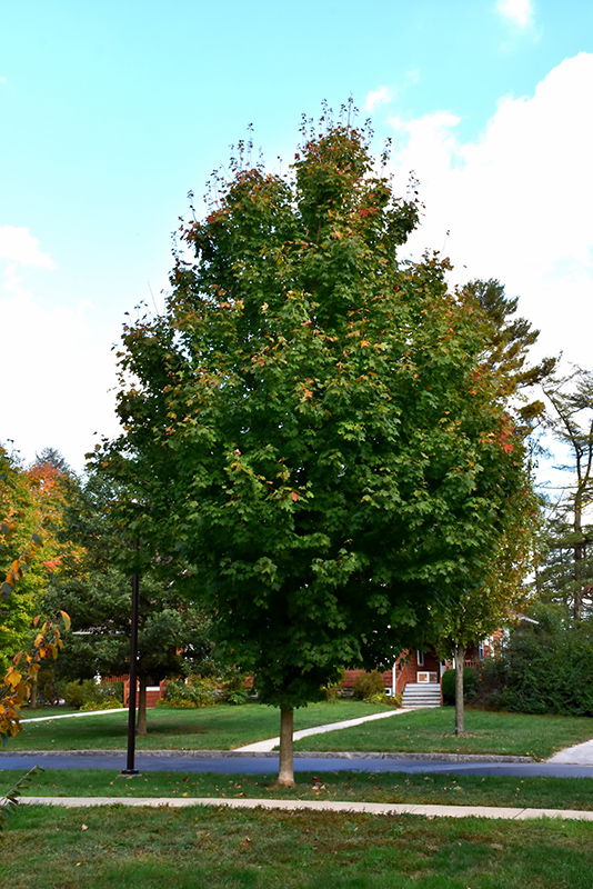 Steeple Sugar Maple (Acer saccharum 'Astis') at Weston Nurseries
