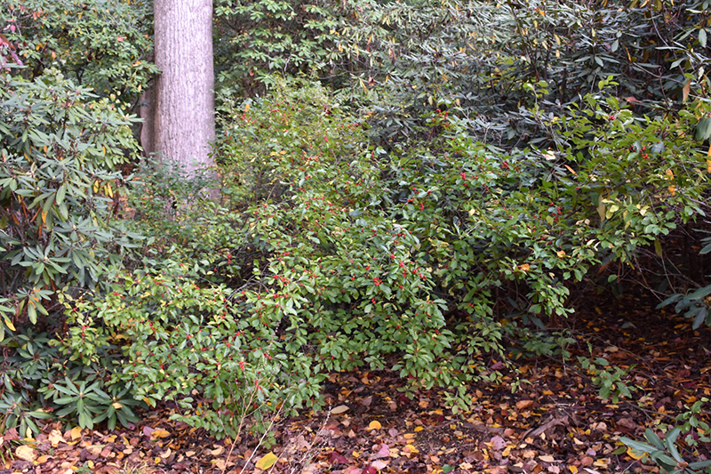 Shaver Winterberry (Ilex verticillata 'Shaver') at Weston Nurseries