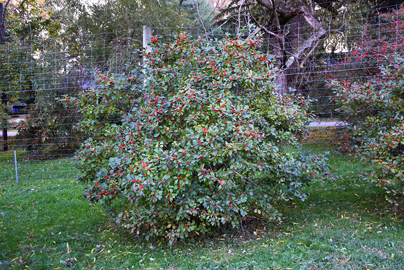 Berry Nice Winterberry (Ilex verticillata 'Spriber') at Weston Nurseries