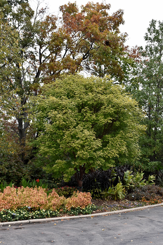 Girard's Hybrid Paperbark Maple (Acer griseum x nikoense) at Weston Nurseries