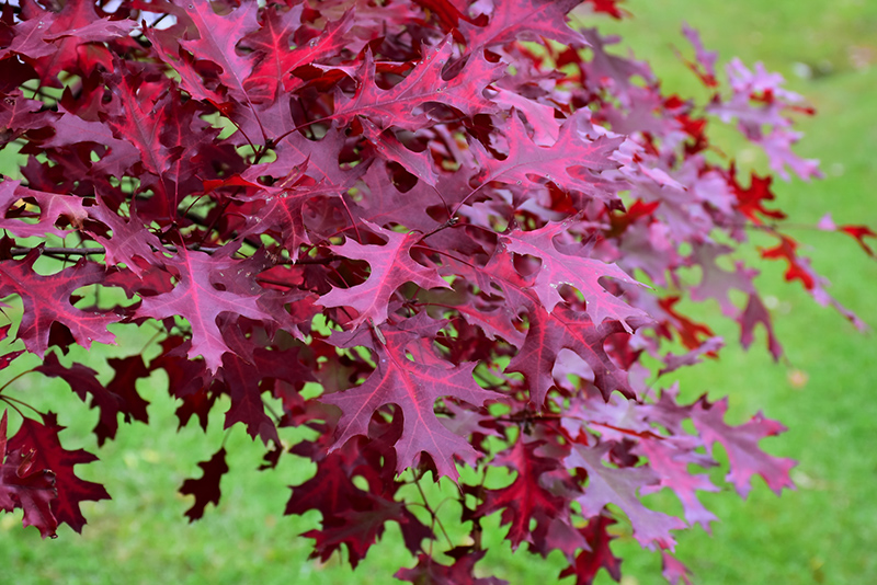 Scarlet Oak (Quercus coccinea) at Weston Nurseries
