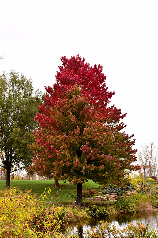 Red Sunset Red Maple (Acer rubrum 'Franksred') in Boston Hopkinton ...