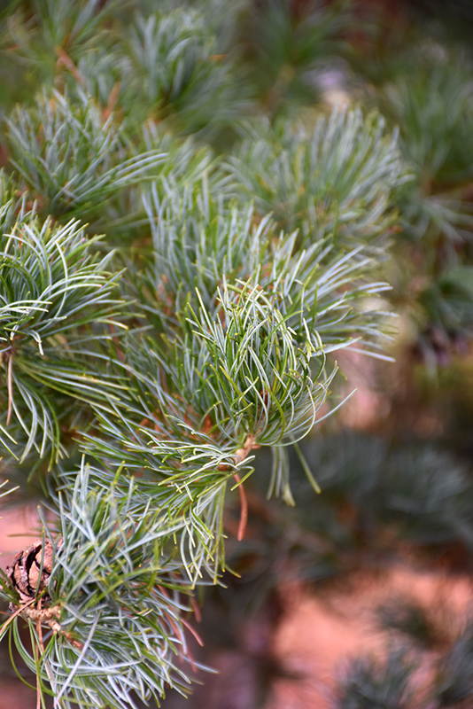 Blue Japanese Pine (Pinus parviflora 'Glauca') at Weston Nurseries