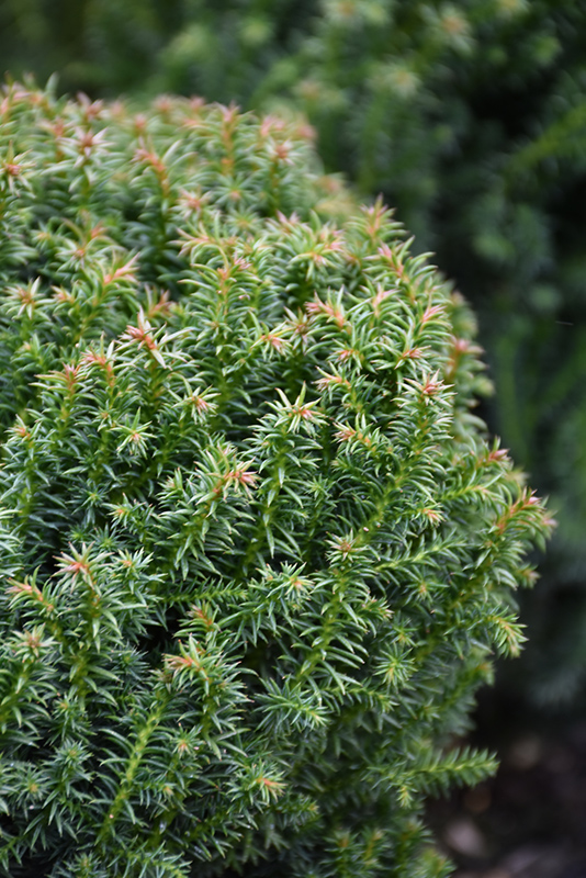 Compressa Japanese Cedar (Cryptomeria japonica 'Compressa') at Weston Nurseries