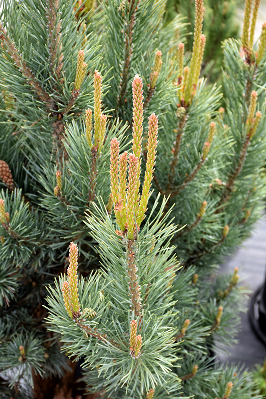 Dwarf Blue Scotch Pine (Pinus sylvestris 'Glauca Nana') at Weston Nurseries
