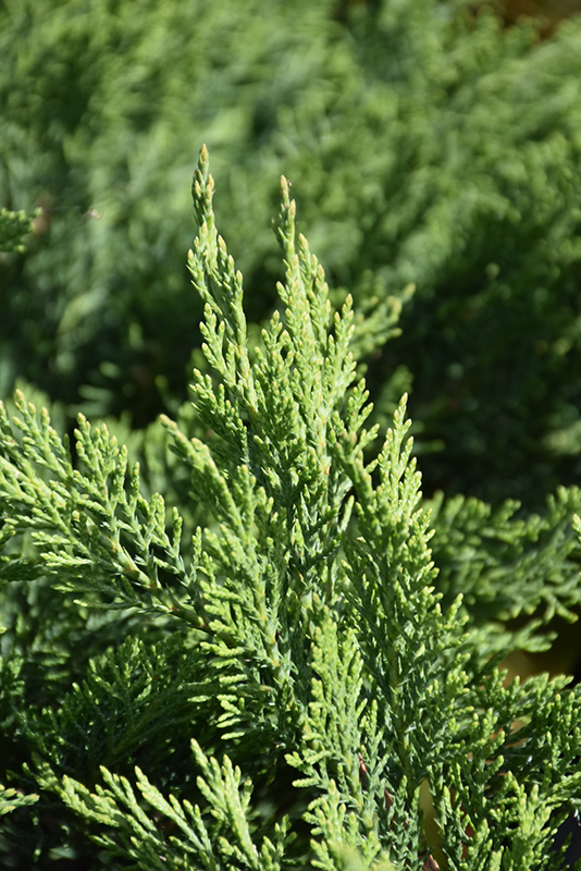 Tam Juniper (Juniperus sabina 'Tamariscifolia') at Weston Nurseries