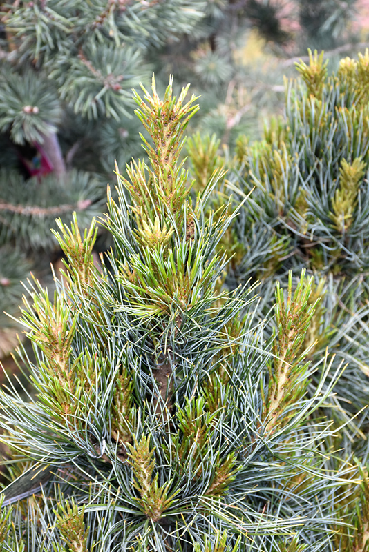 Westerstede Swiss Stone Pine (Pinus cembra 'Westerstede') at Weston Nurseries