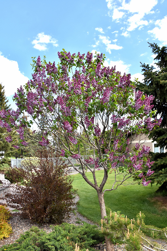 Sensation Lilac (Syringa vulgaris 'Sensation') at Weston Nurseries
