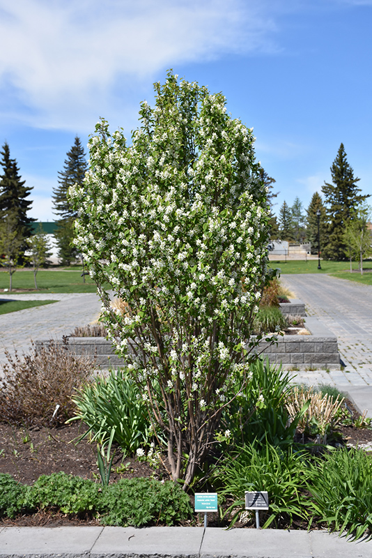 Standing Ovation Saskatoon Berry (Amelanchier alnifolia 'Obelisk') at Weston Nurseries