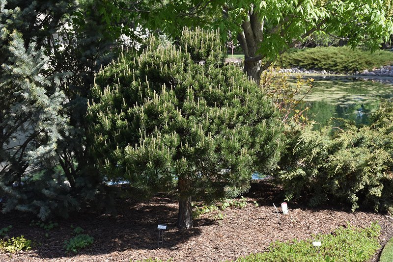 Dwarf Scotch Pine (Pinus sylvestris 'Pumila') at Weston Nurseries