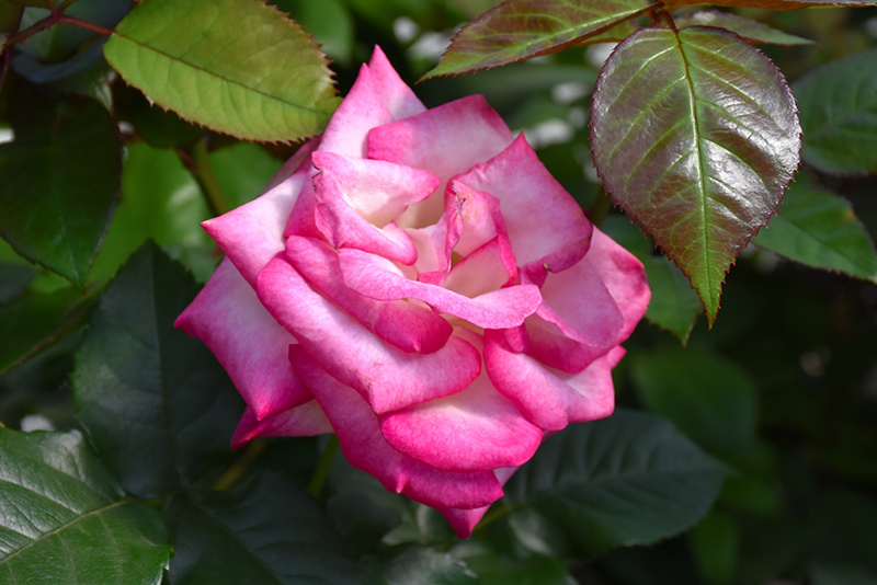Melody Perfume Rose (Rosa 'Melody Perfume') at Weston Nurseries