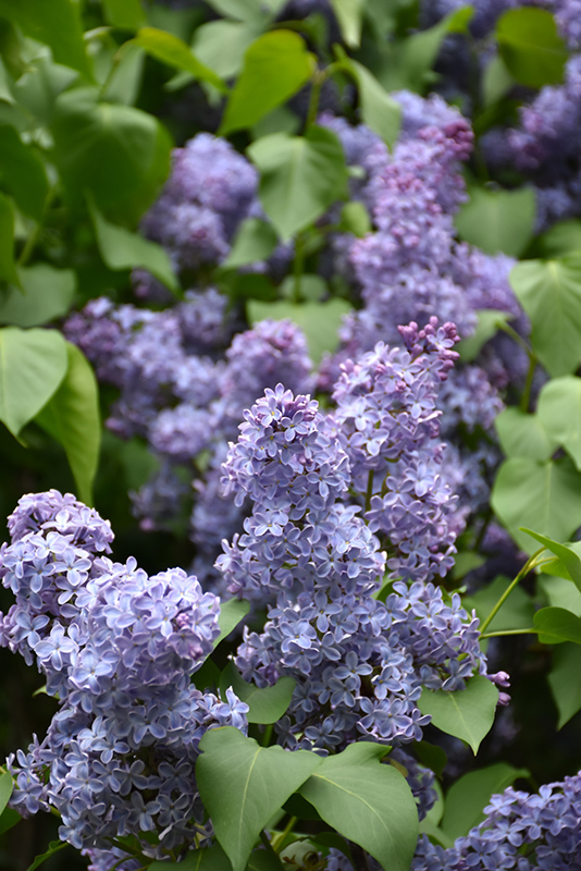Wedgewood Blue Lilac (Syringa vulgaris 'Wedgewood Blue') at Weston Nurseries