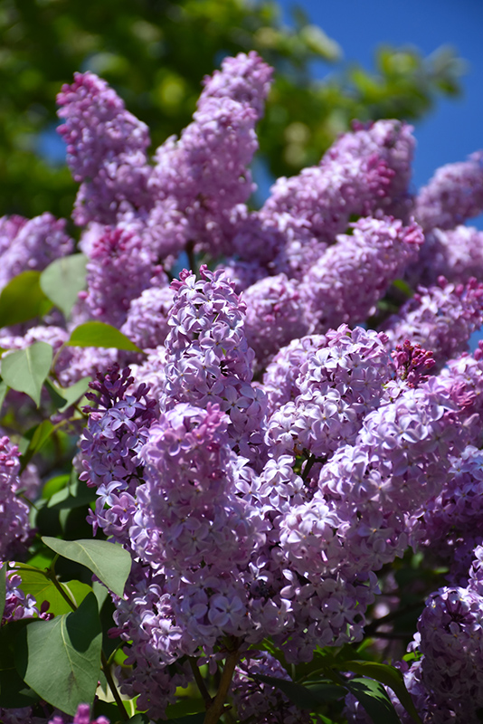 Common Lilac (Syringa vulgaris) at Weston Nurseries