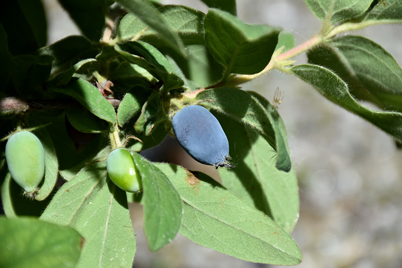 Sugar Mountain Blue Honeyberry (Lonicera caerulea 'Dolce Vita') at Weston Nurseries