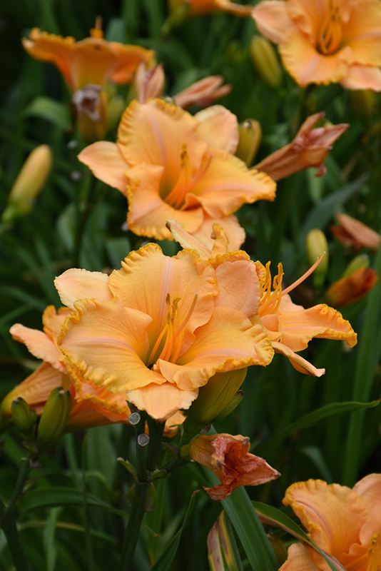 Pure And Simple Daylily (Hemerocallis 'Pure And Simple') at Weston Nurseries