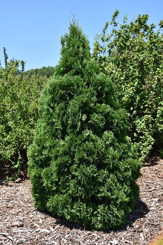 Holmstrup Arborvitae (Thuja occidentalis 'Holmstrup') at Weston Nurseries