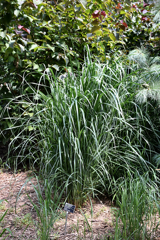 Thundercloud Switch Grass (Panicum virgatum 'Thundercloud') at Weston Nurseries