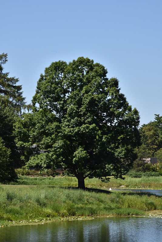 English Oak (Quercus robur) at Weston Nurseries