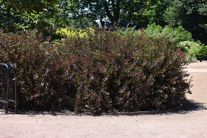 Summer Wine Black Ninebark (Physocarpus opulifolius 'SMNPMS') at Weston Nurseries