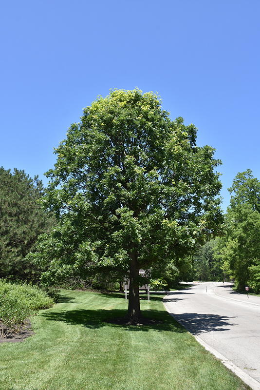 Bur Oak (Quercus macrocarpa) at Weston Nurseries