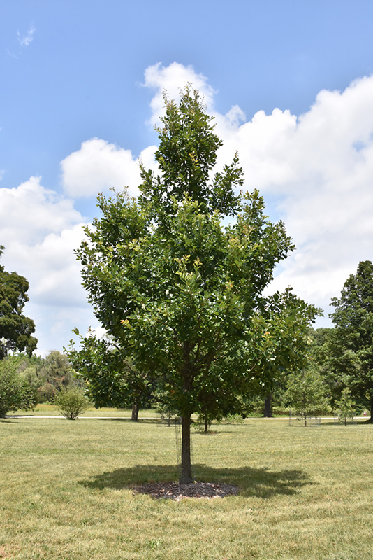 Heritage English Oak (Quercus x macdanielii 'Clemons') at Weston Nurseries