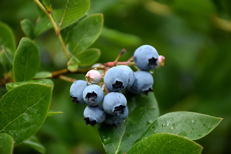 Northcountry Blueberry (Vaccinium 'Northcountry') at Weston Nurseries