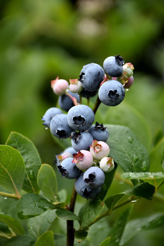 Hardyblue Blueberry (Vaccinium corymbosum 'Hardyblue') at Weston Nurseries