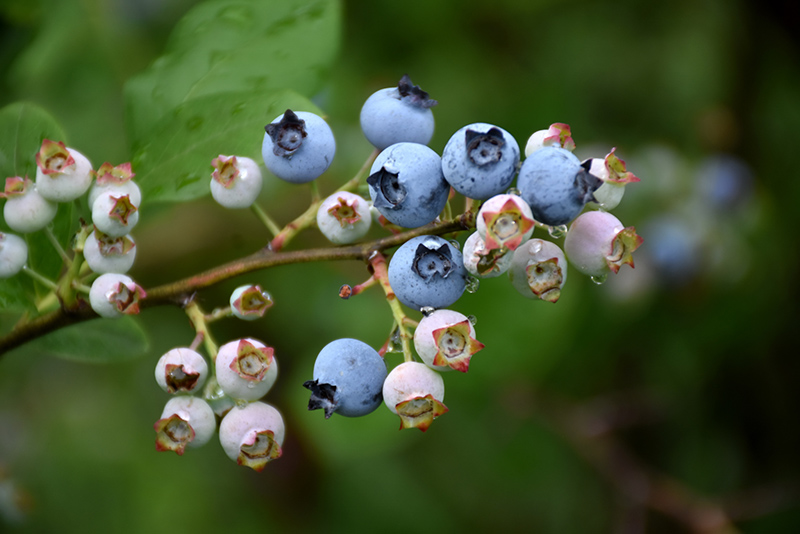 Highbush Blueberry (Vaccinium corymbosum) at Weston Nurseries