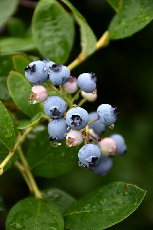 Jersey Blueberry (Vaccinium corymbosum 'Jersey') at Weston Nurseries