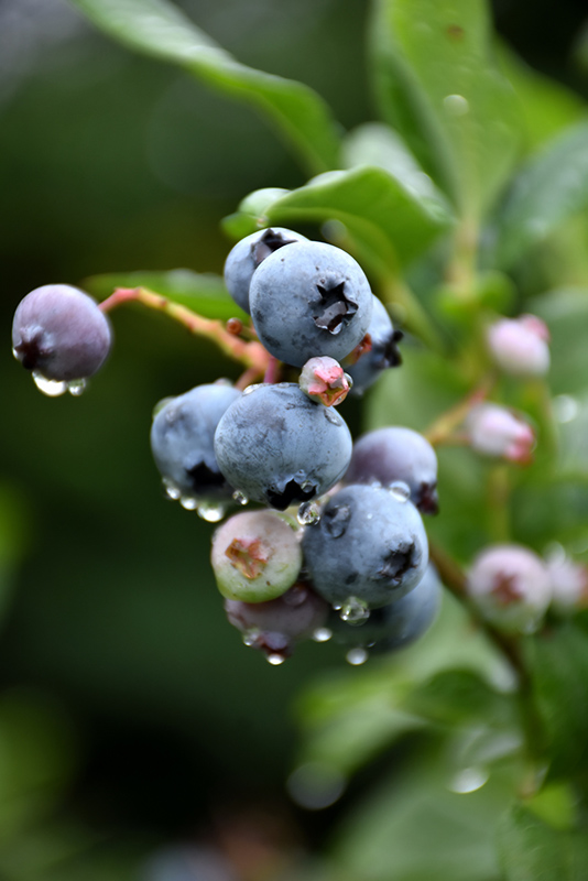 Bonus Blueberry (Vaccinium corymbosum 'Bonus') at Weston Nurseries