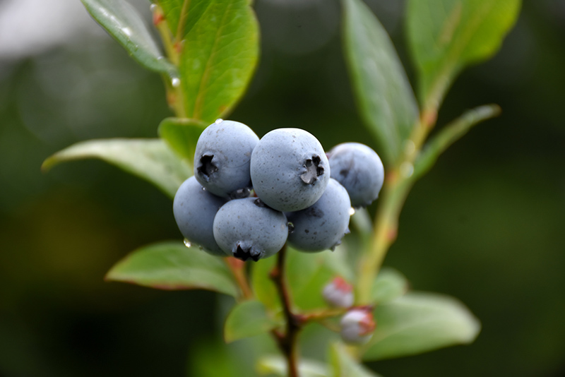 Northsky Blueberry (Vaccinium 'Northsky') at Weston Nurseries