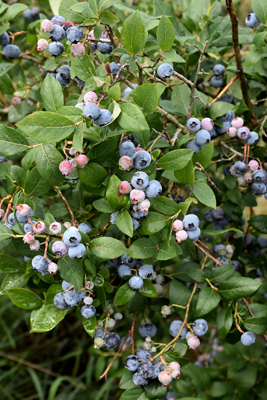 Rubel Blueberry (Vaccinium corymbosum 'Rubel') at Weston Nurseries