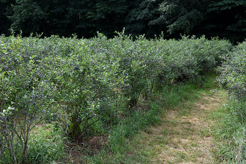 Rubel Blueberry (Vaccinium corymbosum 'Rubel') at Weston Nurseries