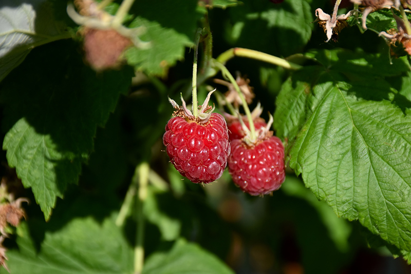 Canby Raspberry (Rubus 'Canby') at Weston Nurseries