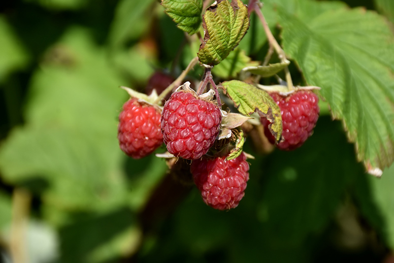 Encore Raspberry (Rubus 'Encore') at Weston Nurseries