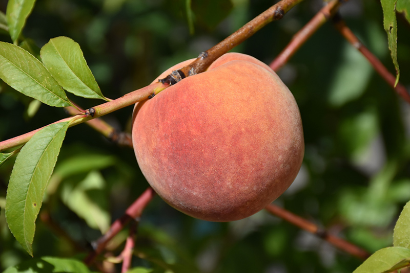 Redhaven Peach (Prunus persica 'Redhaven') at Weston Nurseries