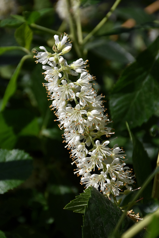Vanilla Spice Summersweet (Clethra alnifolia 'Caleb') at Weston Nurseries